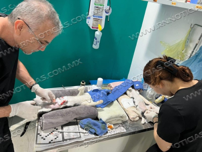 REALIZA COMUSA IMPORTANTE LABOR DE ESTERILIZACI&Oacute;N Y APOYO M&Eacute;DICO VETERINARIO A PERROS Y GATOS CALLEJEROS