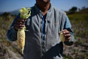 Productores de ma&iacute;z tamaulipecos sufren duro golpe