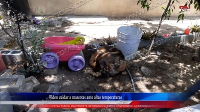 VIDEO Piden cuidar a mascotas ante altas temperaturas