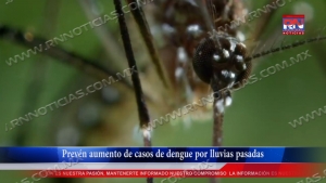 video Prevén aumento de casos de dengue por lluvias pasadas