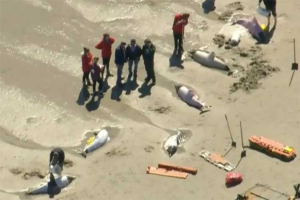 Mueren ocho delfines en costas de Nueva Jersey