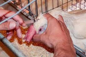 Reportan brote de gripe aviar H5N1 en M&eacute;xico