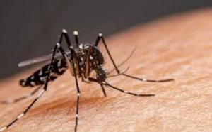 Repunt&oacute; dengue en mayo en Tamaulipas; van 133 casos