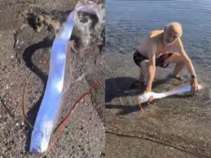 Avistan pez remo en costas de Baja California Sur