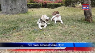 VIDEO Piden cuidar a mascotas ante el calor extremo