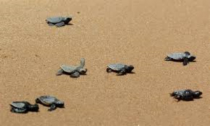 Manchas de hidrocarburos afectan la reproducci&oacute;n de tortuga y otras especies