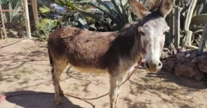 Burro mata a su due&ntilde;o a mordidas; es su segunda v&iacute;ctima