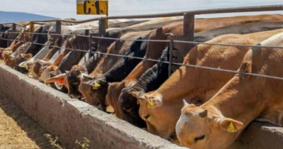 Busca Tamaulipas recuperar su estatus zoosanitario