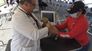 Golpe de calor, pulgas y garrapatas afectan a mascotas en calor