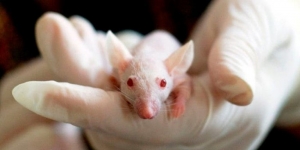 China asegura haber conseguido embarazar a ratas macho