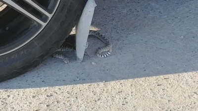 VIDEO Inicia aparici&oacute;n de v&iacute;boras, ara&ntilde;as y alacranes por el calor