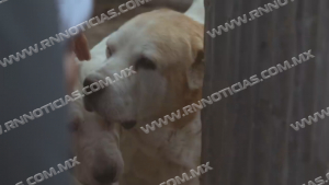 Aplicar&aacute;n ley de Protecci&oacute;n Animal en Nuevo Laredo