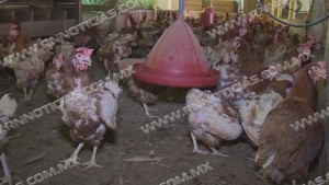 Gripe aviar encarece precio del huevo en frontera de Nuevo Laredo