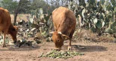 Se agot&oacute; el pasto para alimentar al ganado en el centro de Tamaulipas