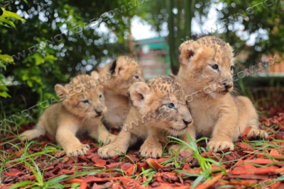 MANTIENEN BUENA SALUD CACHORROS DE LE&Oacute;N, HIPOP&Oacute;TAMO Y LLAMA NACIDOS EN EL ZOOL&Oacute;GICO DE LA CIUDAD