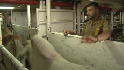 VIDEO Ganaderos prefieren vender ganado en M&eacute;xico que Exportar a Estados Unidos