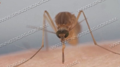 Contin&uacute;a Sector Salud trabajo de fumigaci&oacute;n contra el dengue en Nuevo Laredo