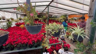 VIDEO Se preparan viveros con 5 mil plantas de &ldquo;Nochebuena&rdquo; para &eacute;poca navide&ntilde;a