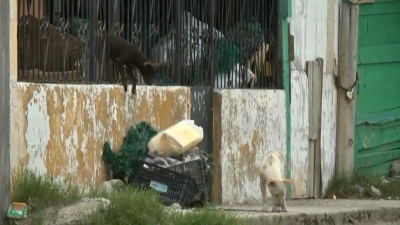 VIDEO Gobierno municipal har&aacute; campa&ntilde;a de esterilizaci&oacute;n canina y felina
