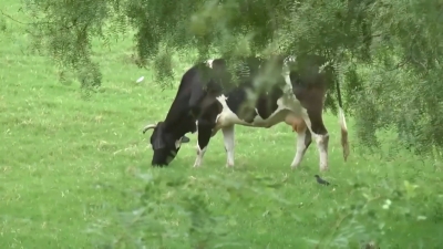 VIDEO Can&iacute;cula ha tra&iacute;do lluvias para ganaderos