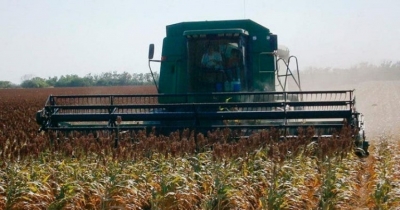 Cae producción de granos 850 mil toneladas