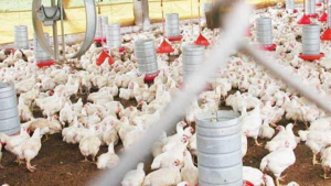 DETECTAN GRIPE AVIAR H5N1 EN GRANJA DE NUEVO LEON CON MÁS DE 60 MIL AVES