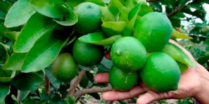 Pintan &ldquo;agrio&rdquo; el panorama de citricultores