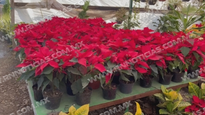 Se preparan viveros con 5 mil plantas de &ldquo;Nochebuena&rdquo; para &eacute;poca navide&ntilde;a