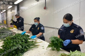 CBP trabaja para garantizar que las flores del D&iacute;a de la Madre est&eacute;n libres de plagas