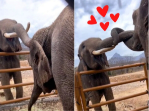 Bireki y Big Boy, los elefantes enamorados que se casar&aacute;n en Sinaloa