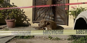 Rescatan a las mascotas que esperaban a la periodista asesinada Lourdes Maldonado