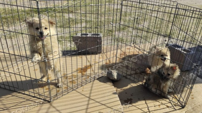 MULTA GOBIERNO MUNICIPAL A CIUDADANOS DENUNCIADOS POR MALTRATO ANIMAL