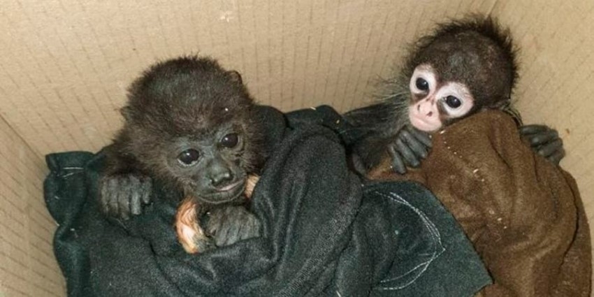 Christian Nodal pasaría 9 años en la cárcel por posesión de mono araña