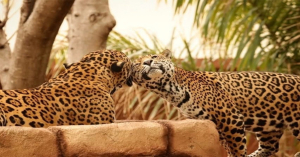 Ayuda Tamaulipas a la conservación del jaguar
