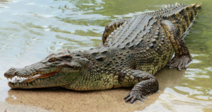 Capturan gigante cocodrilo; sali&oacute; de un canal