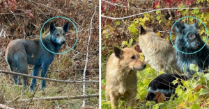 Avistan perros azules cerca de la planta nuclear de Chernóbil