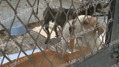 Invita Asociaci&oacute;n Protectora de Animales a adoptar mascotas