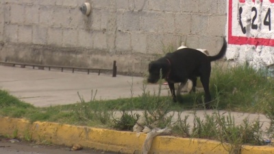 VIDOE Hay sobrepoblaci&oacute;n de perros y gatos en Nuevo Laredo
