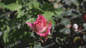 Entrada de primavera mejorar&aacute; temperatura en Nuevo Laredo