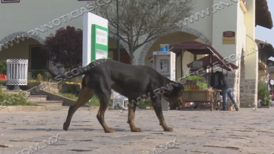 Combate Comusa sobrepoblaci&oacute;n de animales callejeros en Nuevo Laredo
