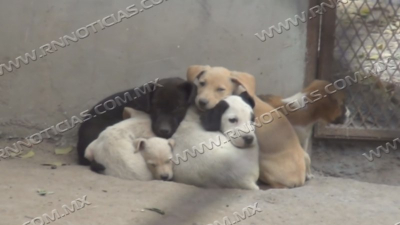 Piden cuidar a mascotas por temporada de fr&iacute;os