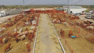 Ganaderos de Nuevo Laredo prevén buena primavera