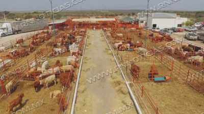 Ganaderos de Nuevo Laredo prev&eacute;n buena primavera