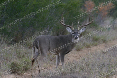 FINALIZA TEMPORADA DE CAZA CON INCREMENTOS DE CAZADORES Y ESPECIES
