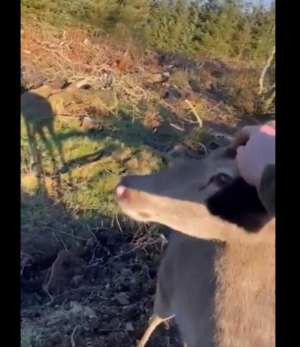 Cazador a punto de matar un venado termina acarici&aacute;ndolo
