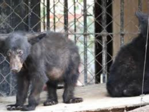 Rescatan a 3 osos cerca de las cascadas de Juan Capit&aacute;n