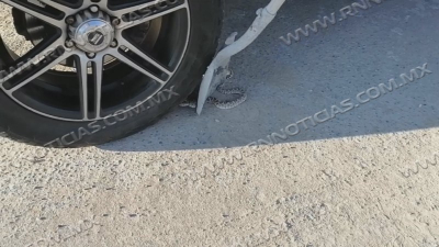 Calor incrementa aparici&oacute;n de v&iacute;boras piden estar alertas