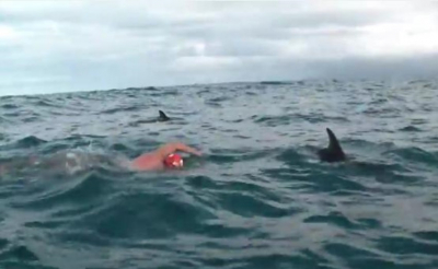 Delfines salvan a un hombre de ser atacado por un tiburón de casi dos metros