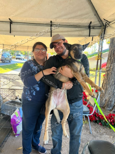 GOBIERNO MUNICIPAL INVITA A FERIA DE ADOPCI&Oacute;N CANINA EN PLAZA ZARAGOZA