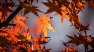 Arranca el Oto&ntilde;o; vienen d&iacute;as frescos